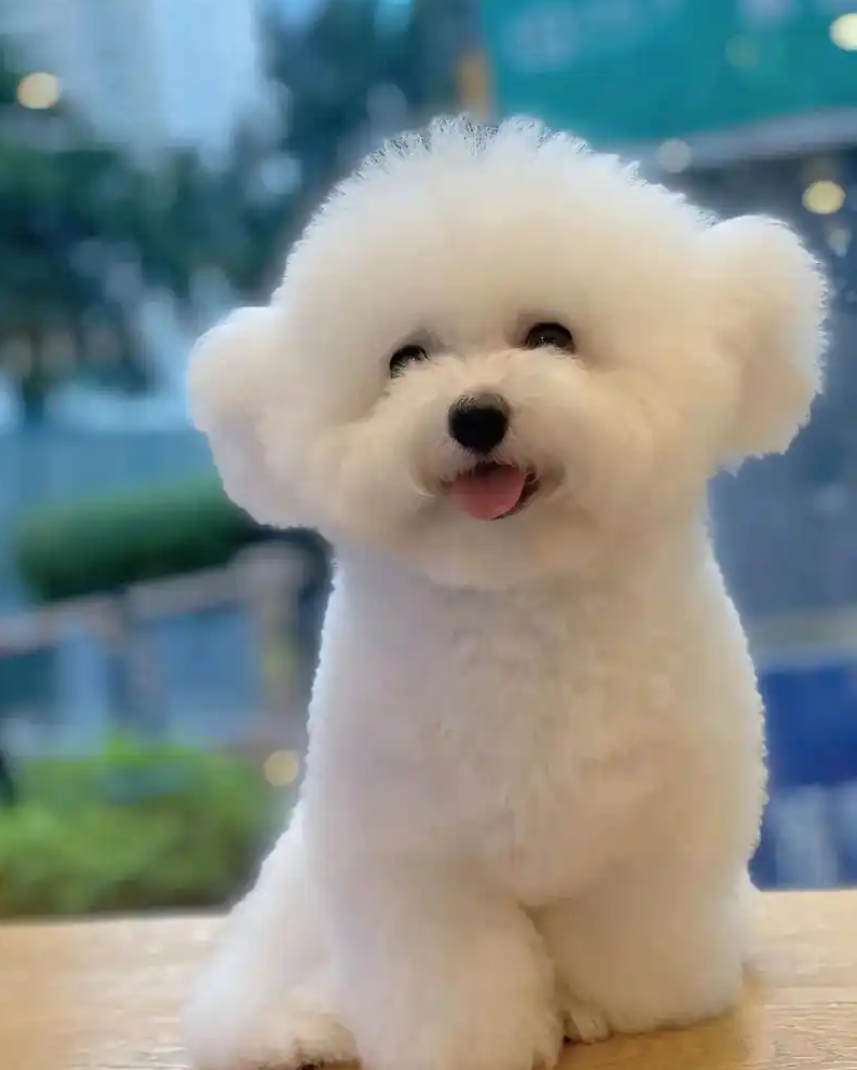 如何挑选饲养狗狗