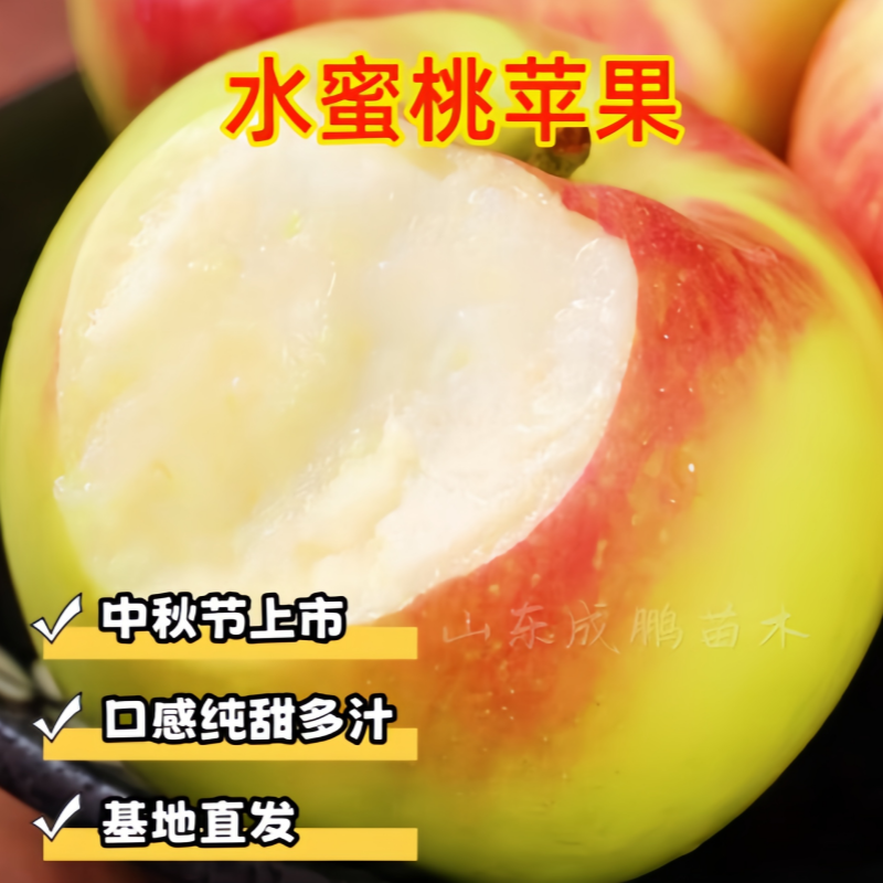 中熟青森水蜜桃苹果苗 中秋节上市正宗苹果树苗批发基地9月份成熟