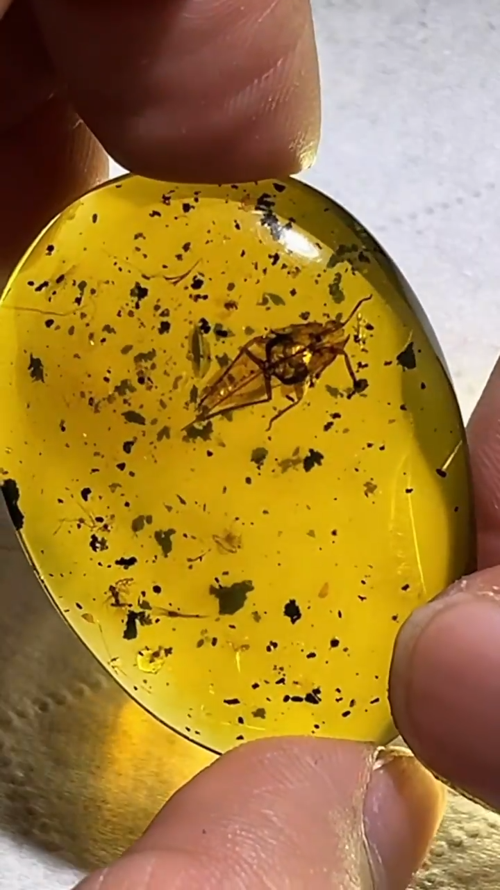 琥珀颈饰未镶嵌pz1218-48蝉琥珀