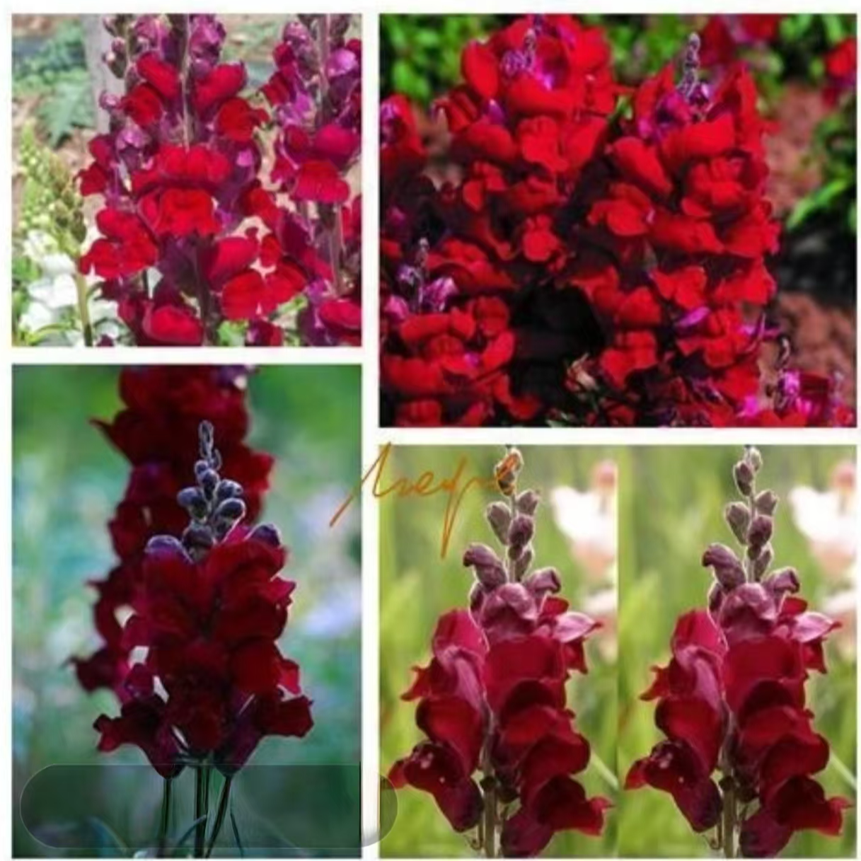 金鱼草浓香四季开花