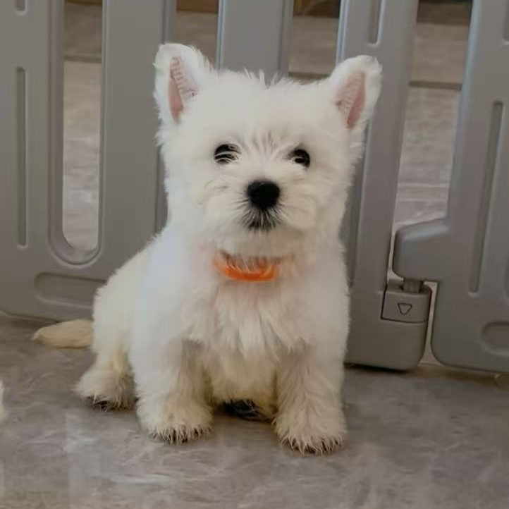 {奇壹萌宠}狗狗活体