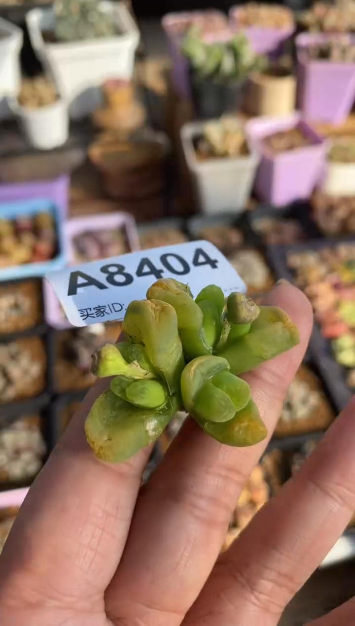 【闪购商品】8404直播一物一拍