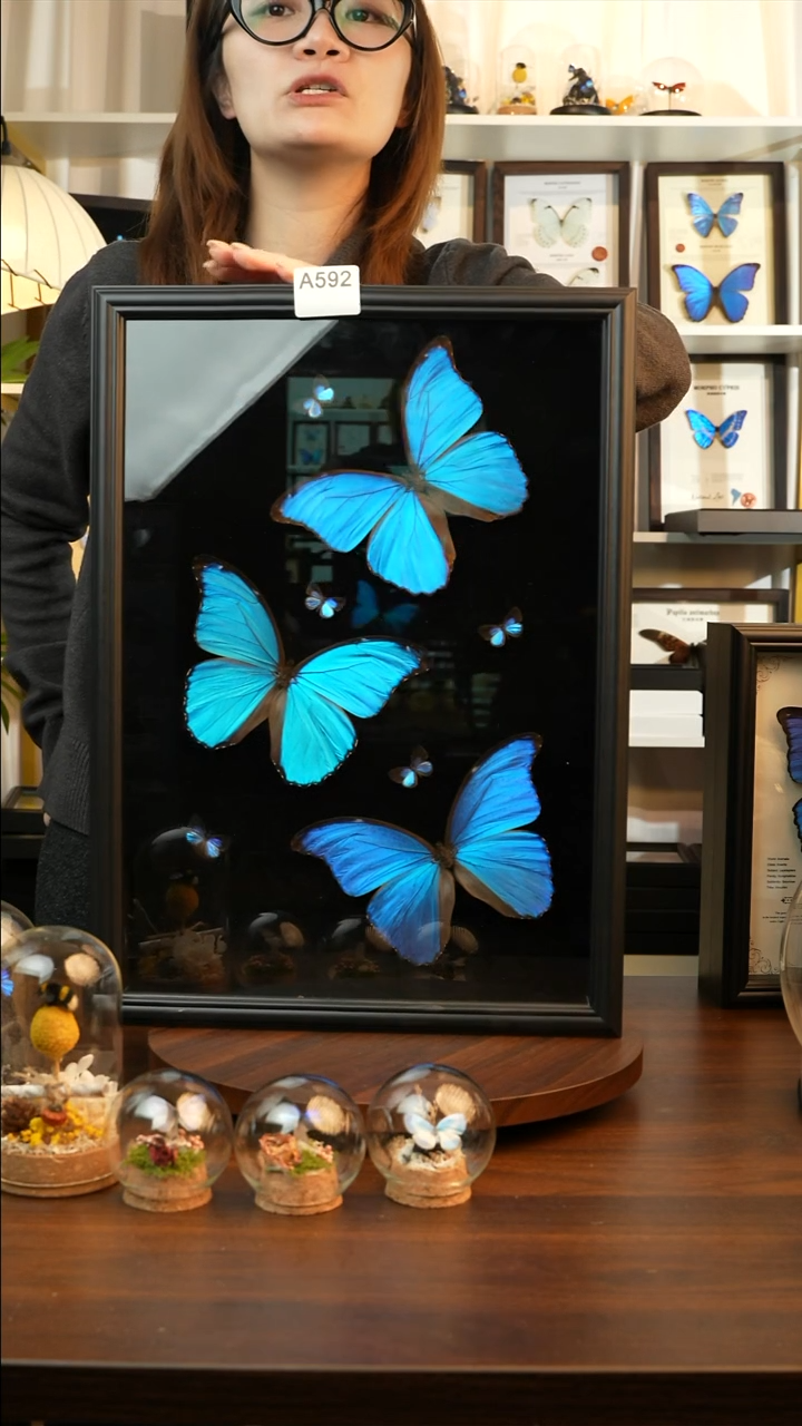 大蓝闪3只+5只雅灰蝶组合（A3欧式木制框）A592