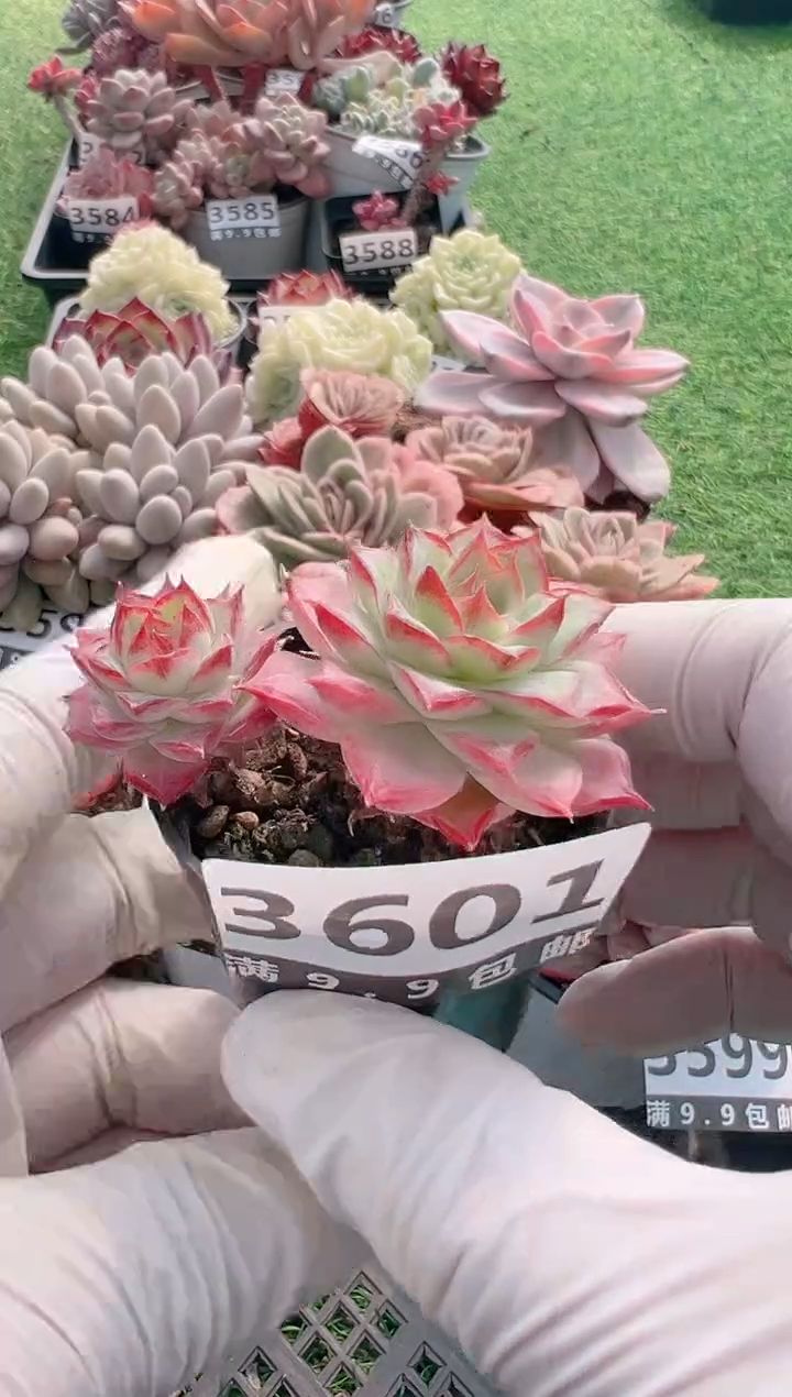 【闪购商品】信福多肉一物一拍