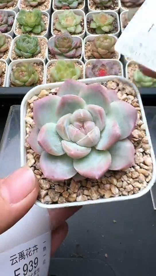 938F云禹多肉植物 默认脱土纸巾打包 3颗包邮