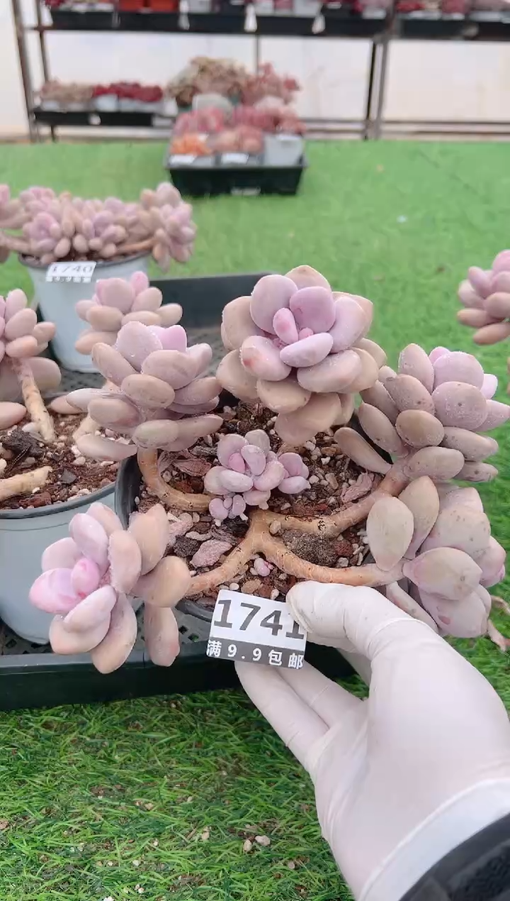 【闪购商品】信福多肉一物一拍