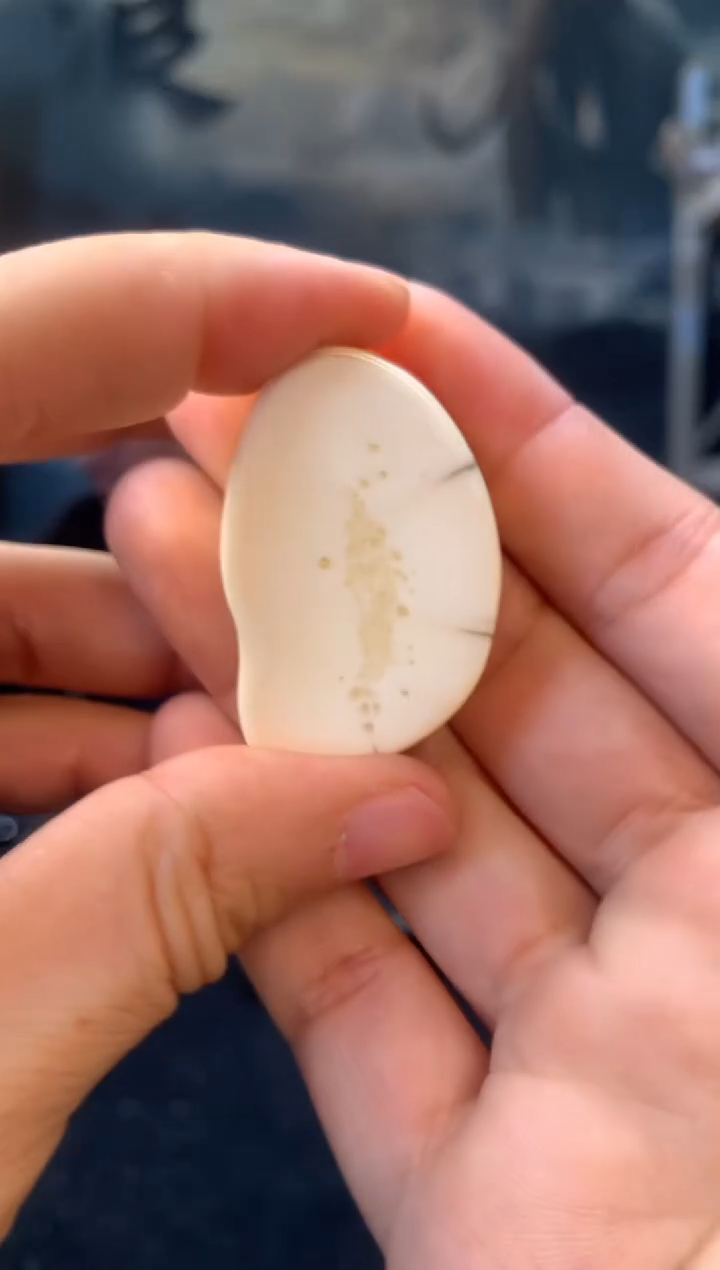 【闪购商品】橄榄核手串/手链猛犸猛犸猛犸猛犸42