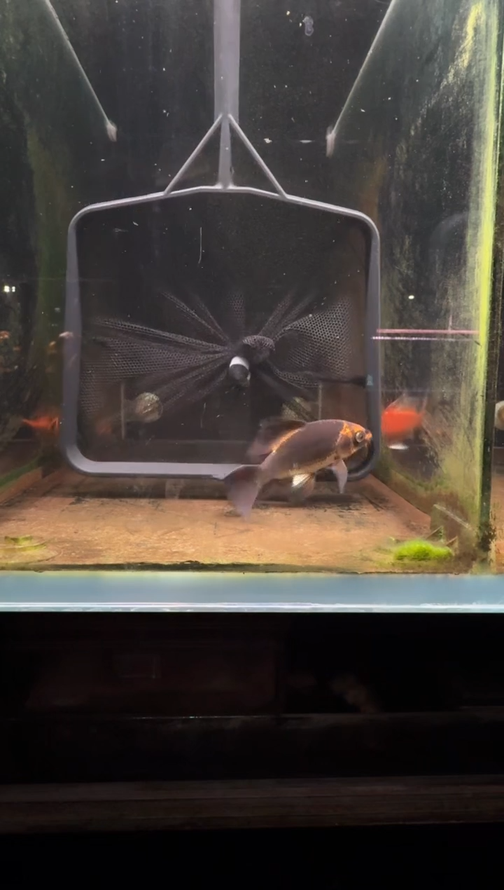 蝴蝶鲤鱼高*1熊猫蝴蝶鲤