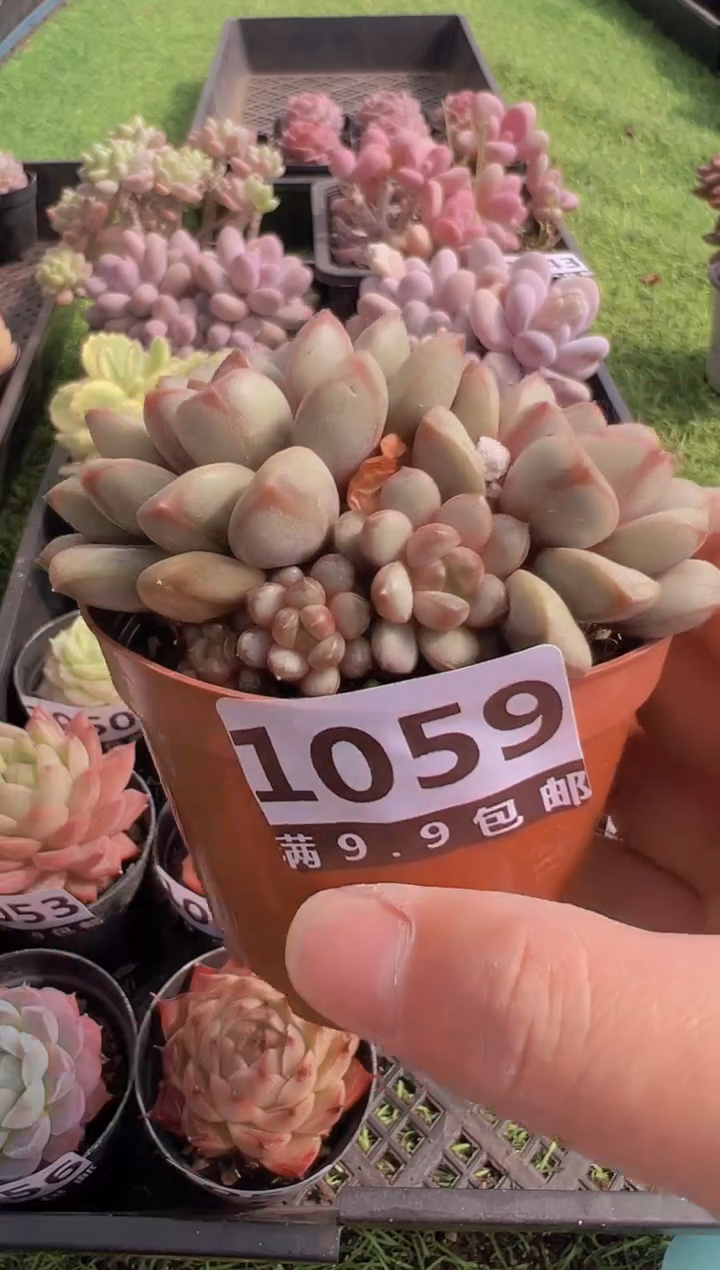 【闪购商品】信福多肉一物一拍