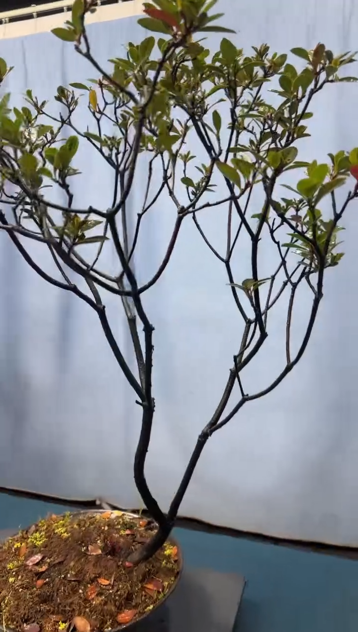 【闪购商品】盆景春花