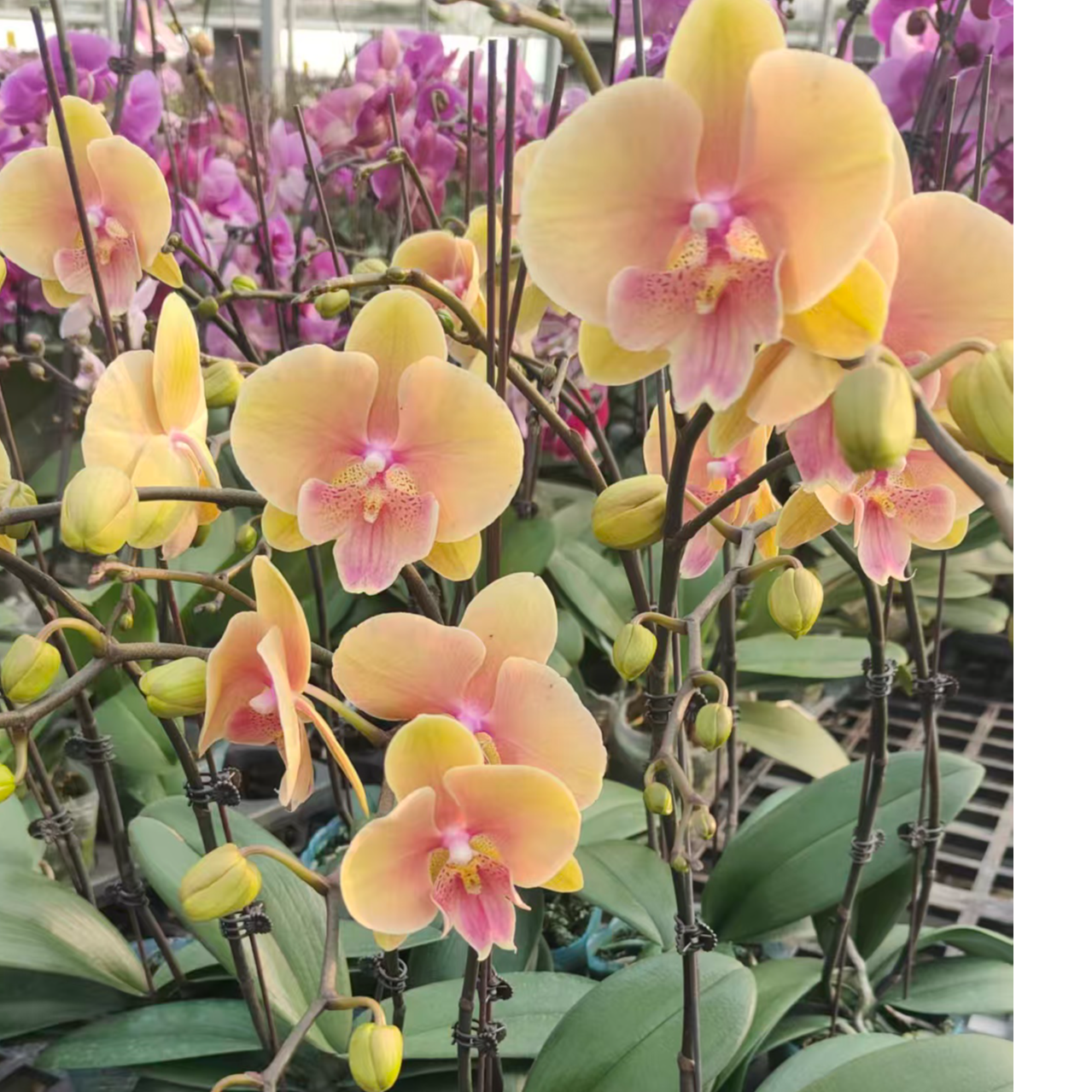 蝴蝶兰 蜜桃508   3.0寸杯 双花剑 