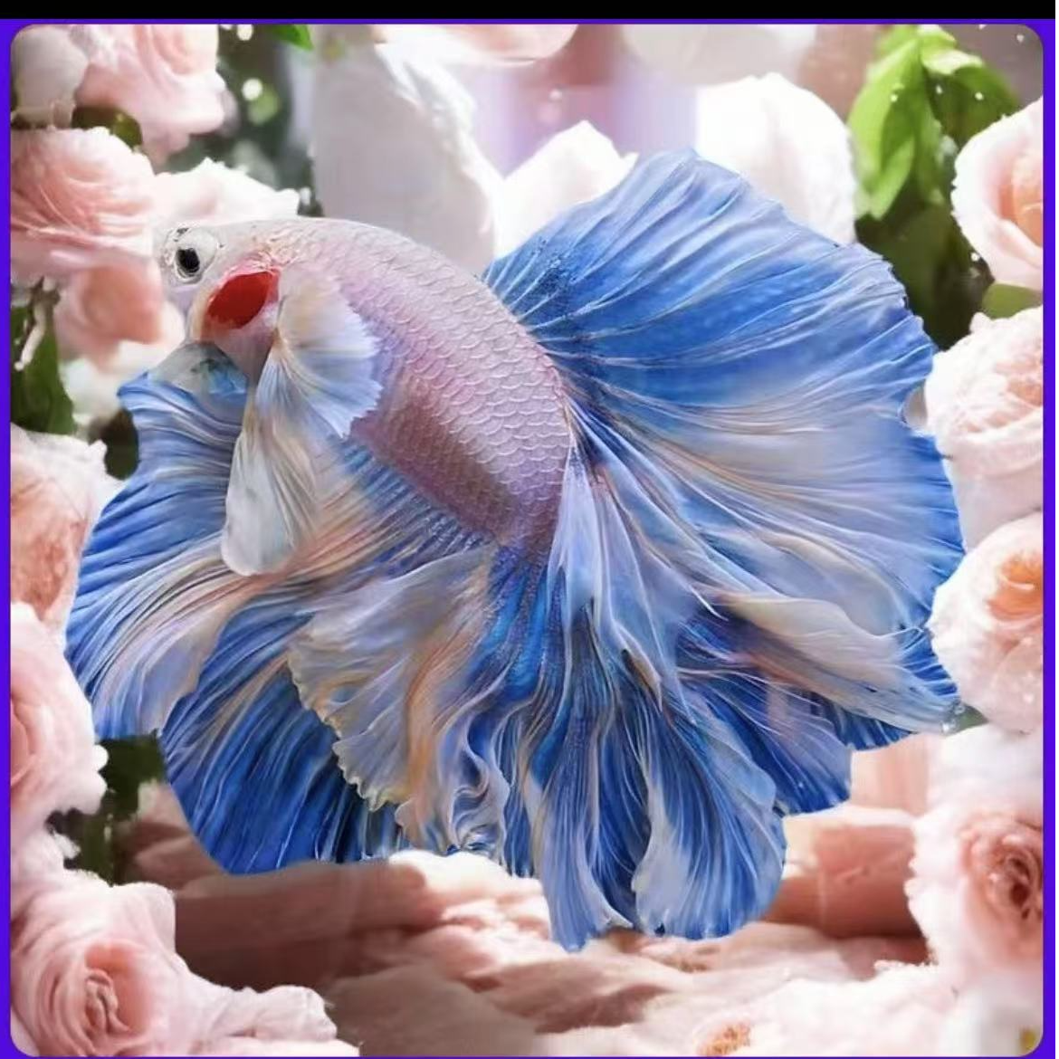 （289-312）仙女纯白婚纱半月热带斗鱼好养耐活宠物（直播间选鱼）