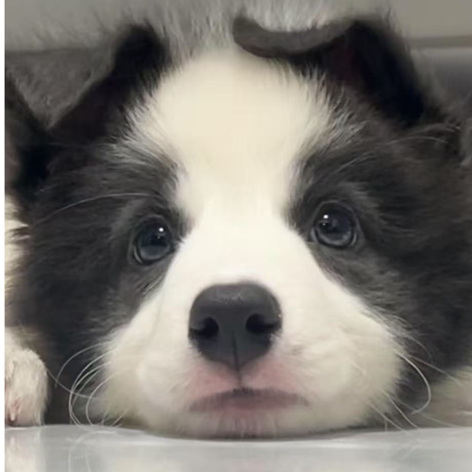 边境幼犬可自提适合陪伴的宠物狗狗萨摩耶