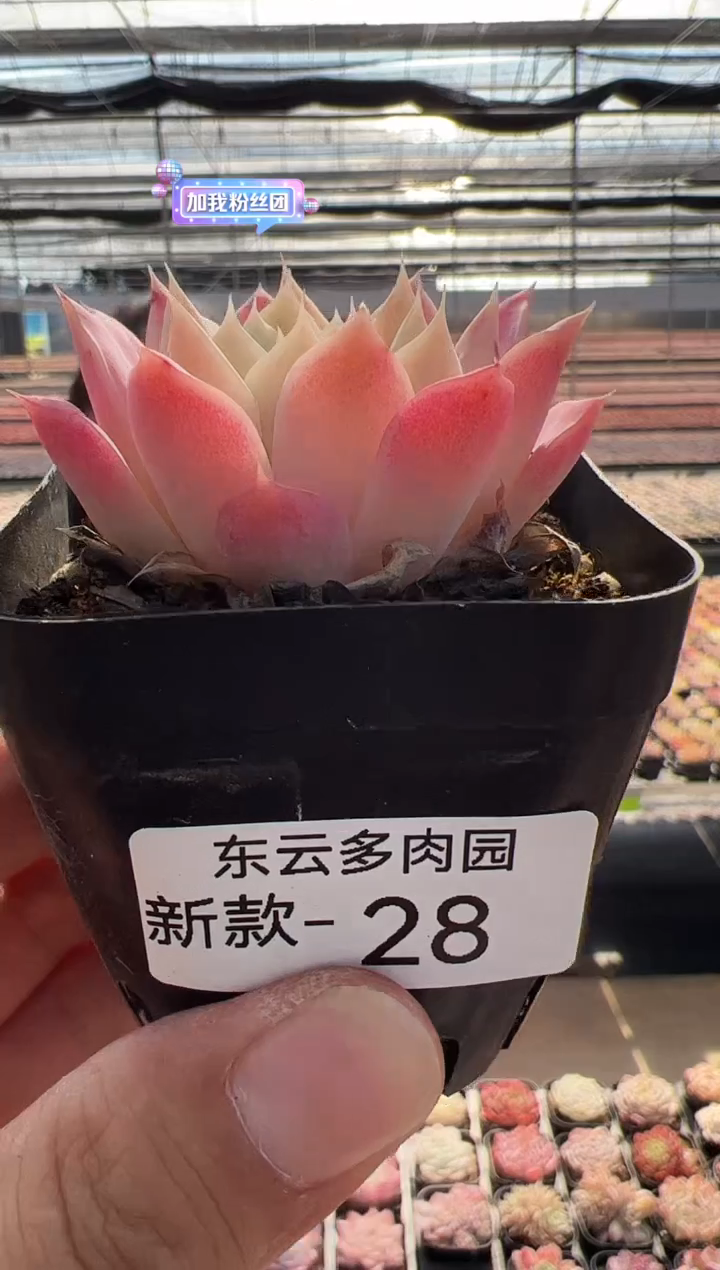 【闪购商品】新品多肉-28