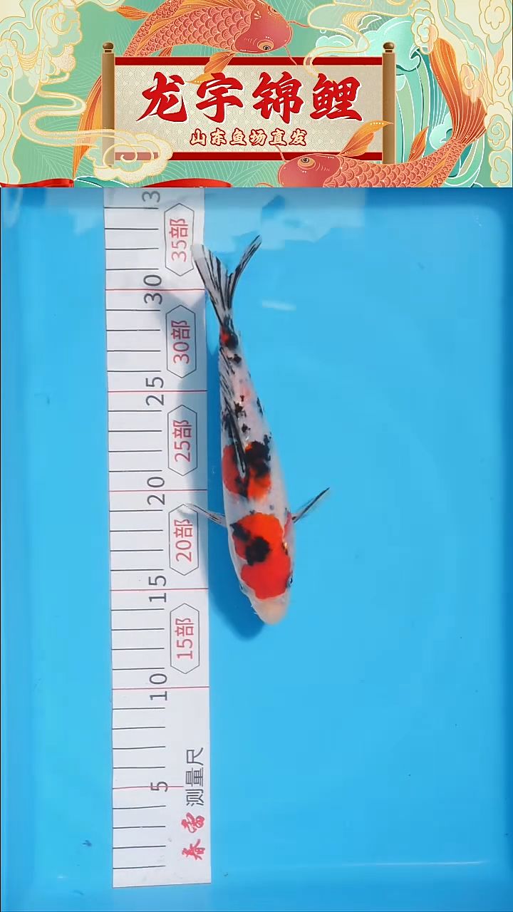 锦鲤大正三色17公分