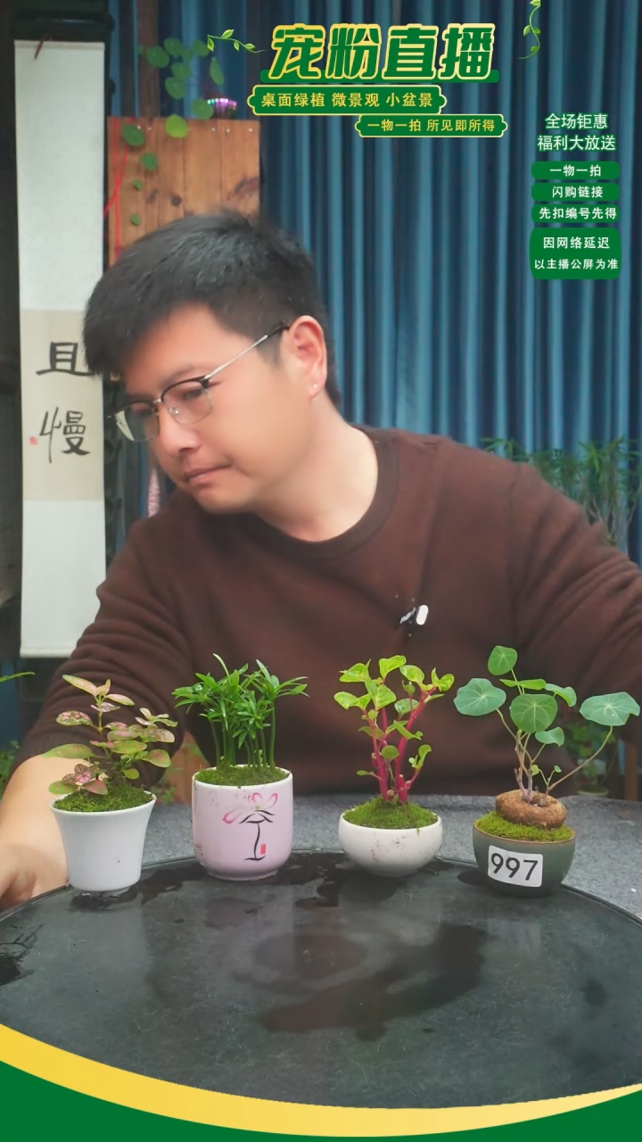 无花朵南**种苔藓微景观997号