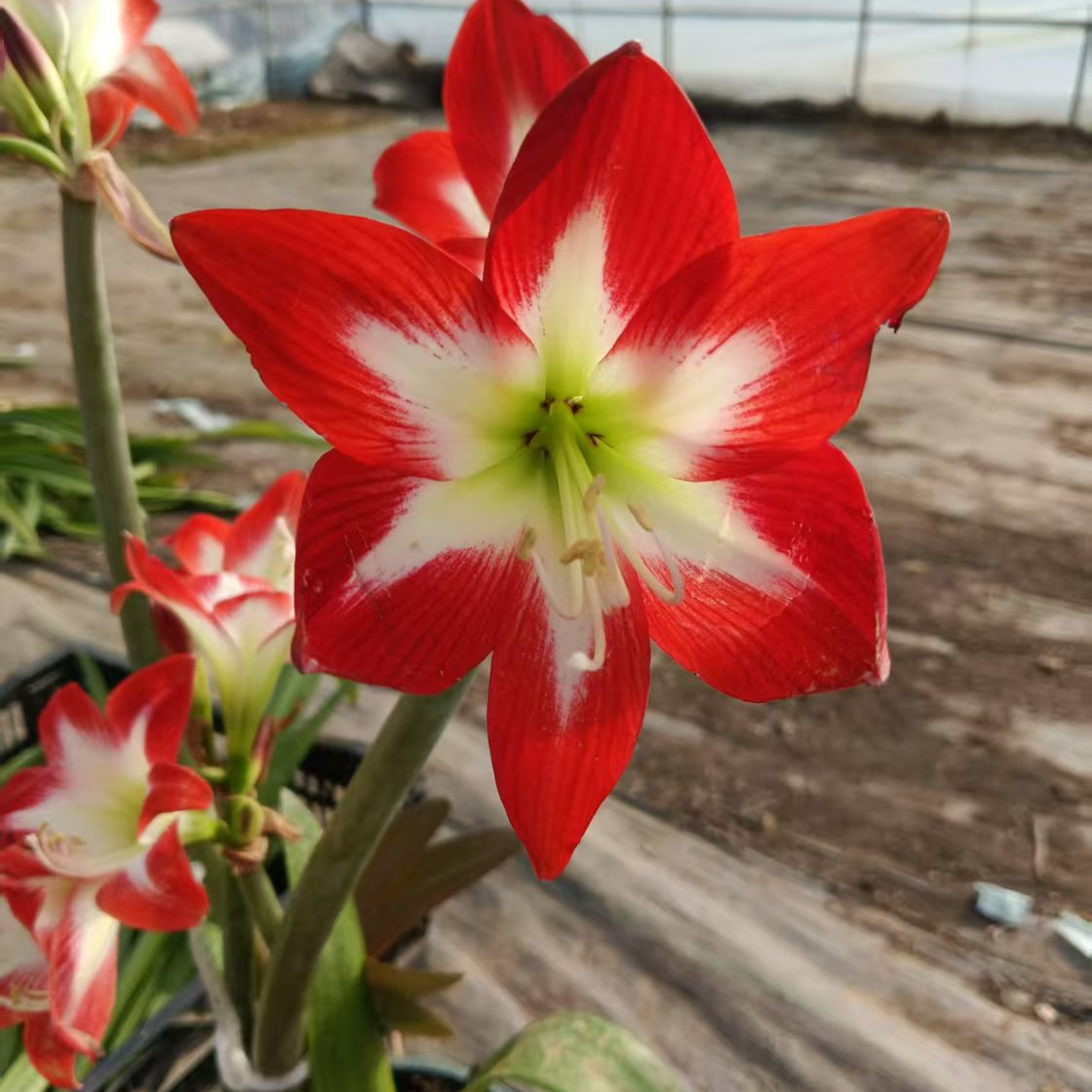 包对版【红唇】荷兰进口朱顶红种球裸根默认有花叶