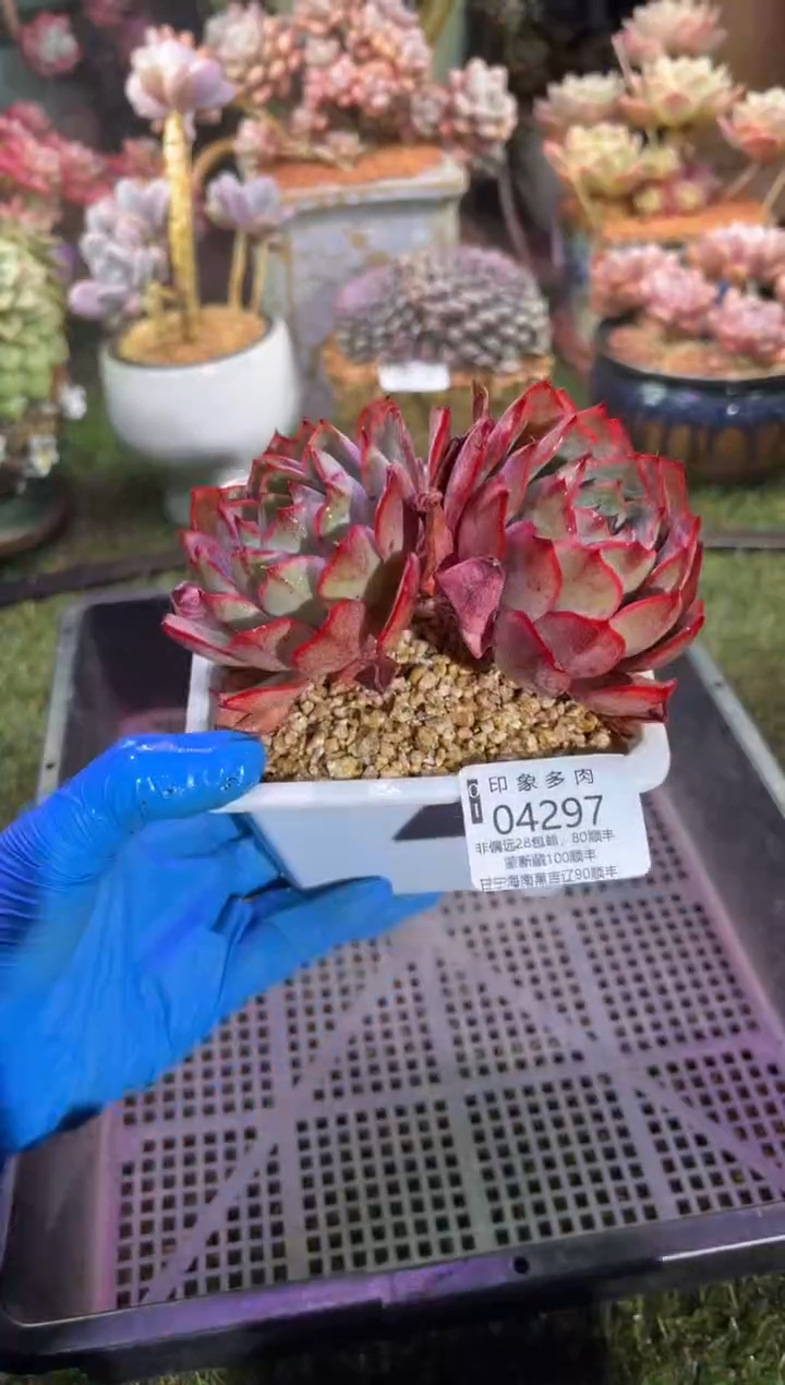 【闪购商品】04297