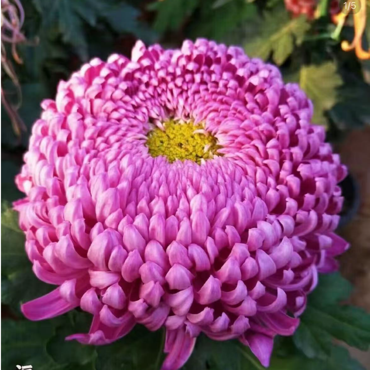 【洹水映月】菊花盆栽带花苞发货大花特色花卉绿植