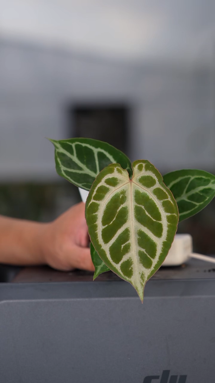 完全开放紫杉花烛