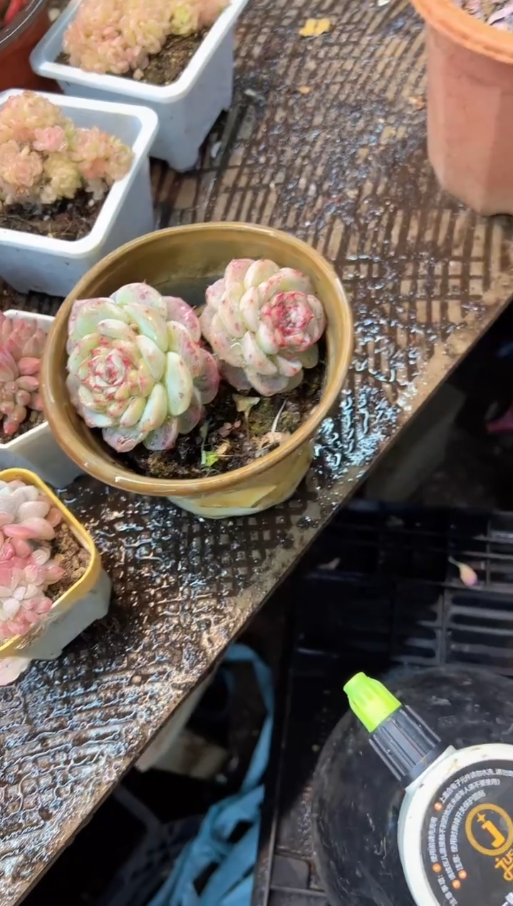 小**?多肉植物一物一拍02597
