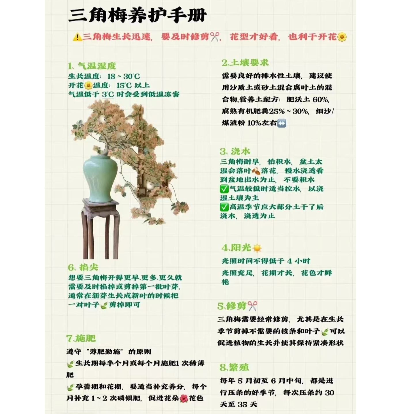 【一物一拍】三角梅花卉勤花四季开花基地直发