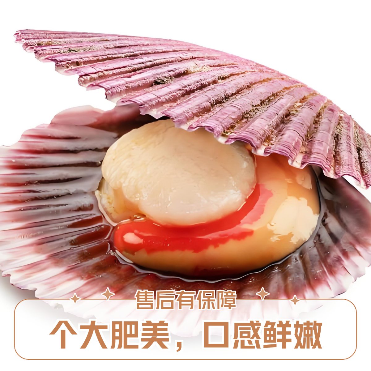 新鲜肥美大扇贝海鲜8只