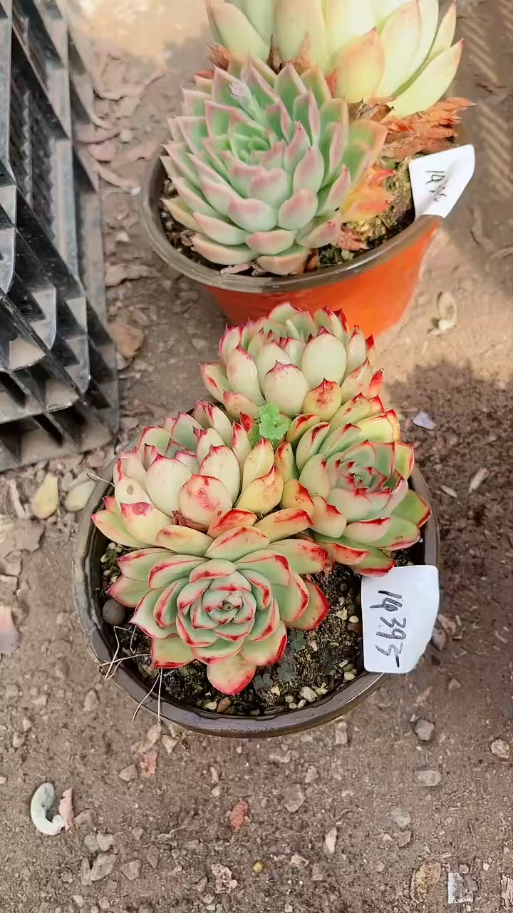 【闪购商品】14395