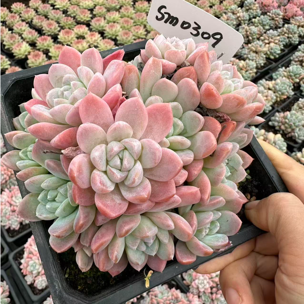 15#月半湾优秀版多肉植物     前男友精品多肉sm0309