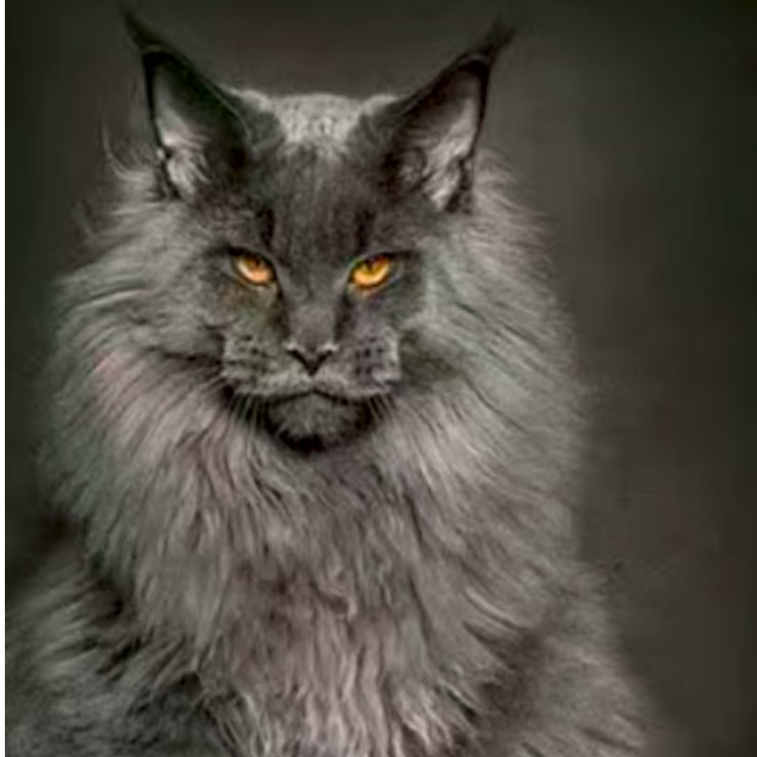 【顺顺家的缅因猫】宠物活体链接