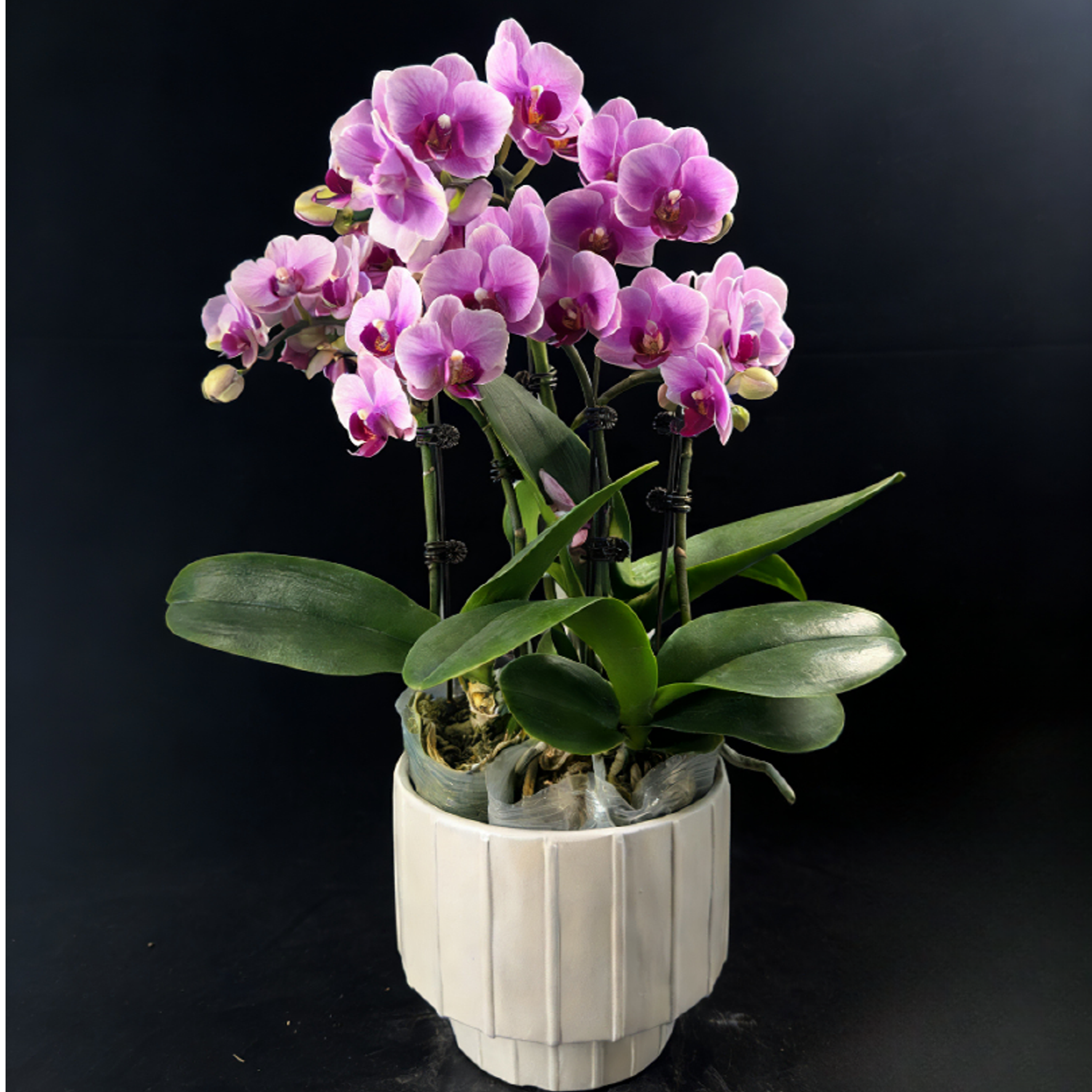 黑马花业（宝贝组盆）3.0寸杯全花发货