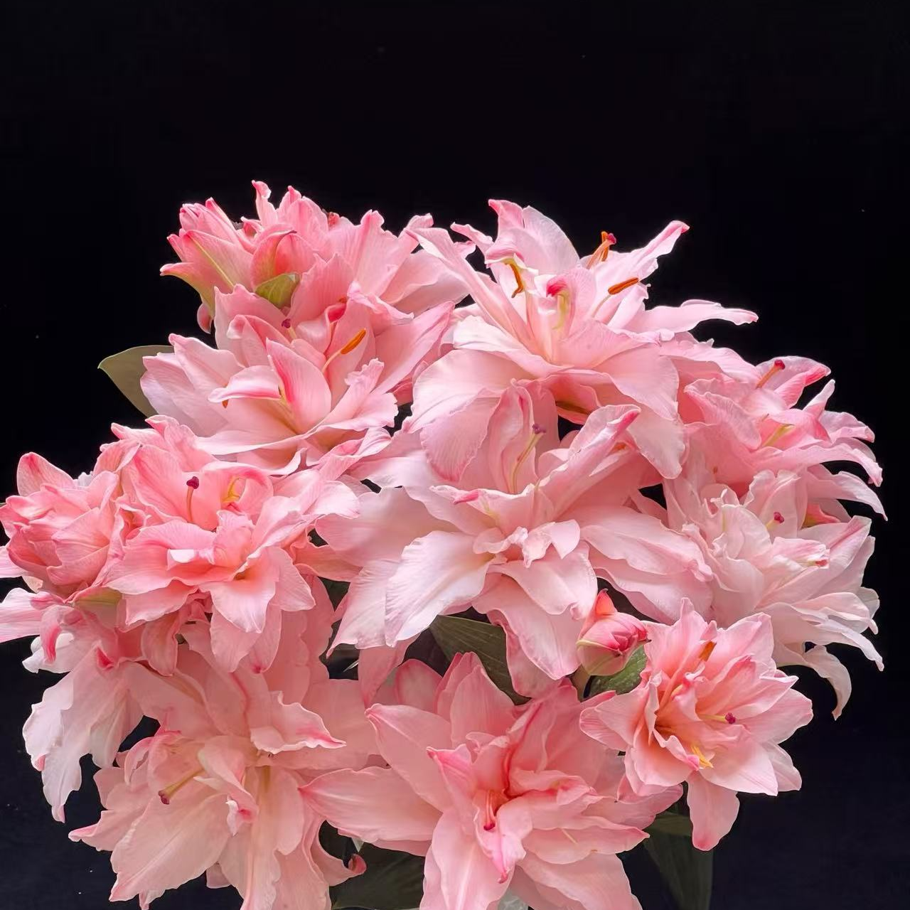 【布朗尼三头重瓣百合】 小清新 粉色 颜色鲜艳好看