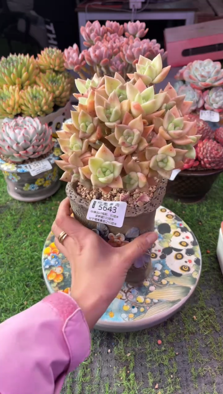 昆明印象多肉5643