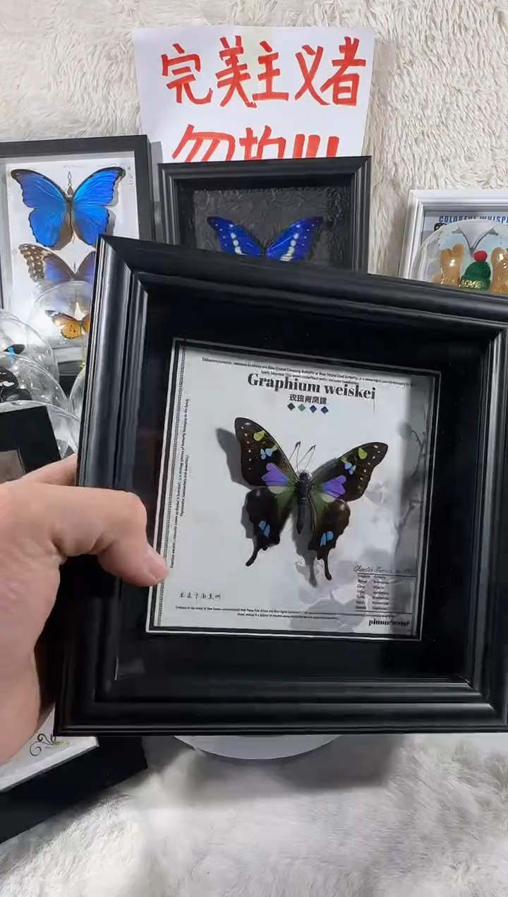 玫瑰青凤蝶新相框  