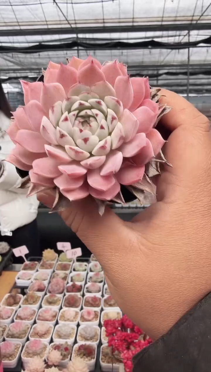 东云多肉园新款-19