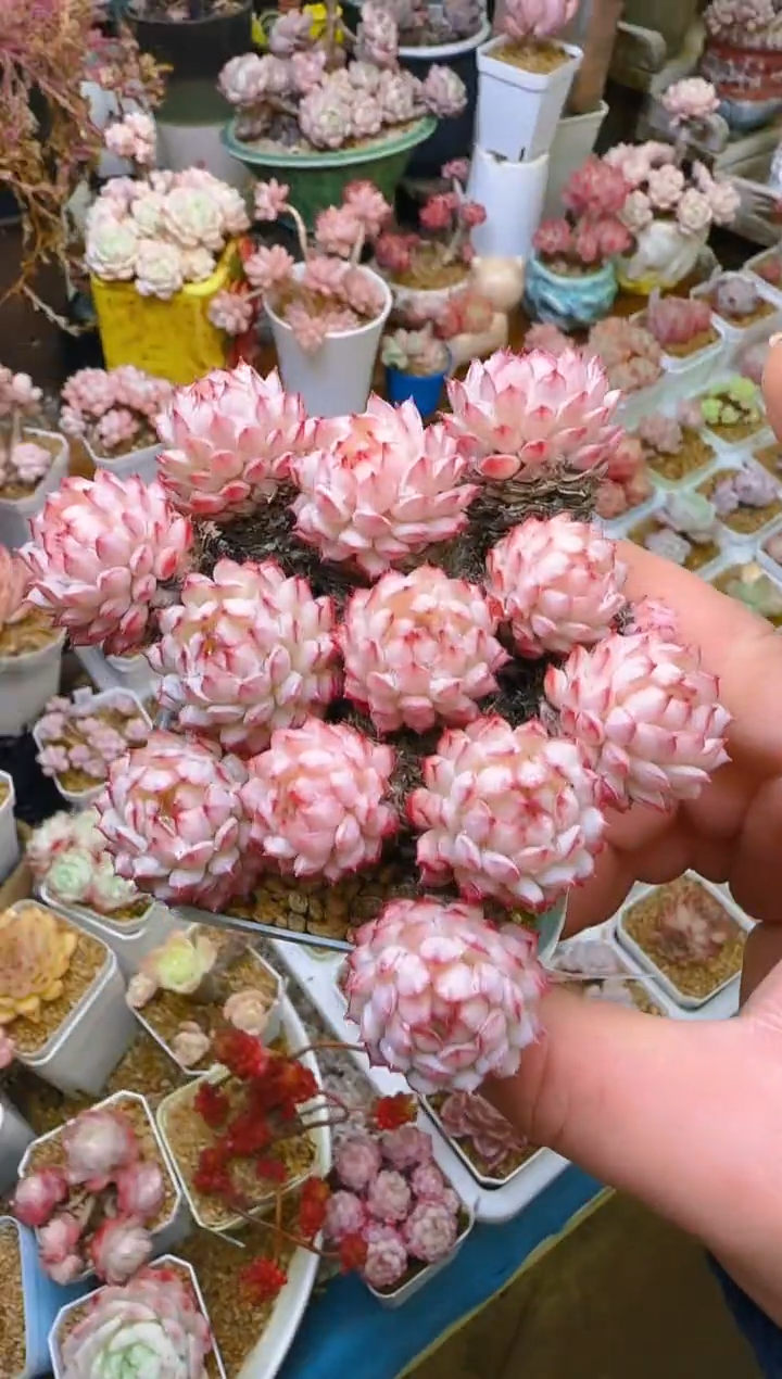 【闪购商品】春—248—仙农(红二条）