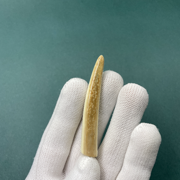 E6036天然猛犸牙牙尖 支持鉴定 假一罚四