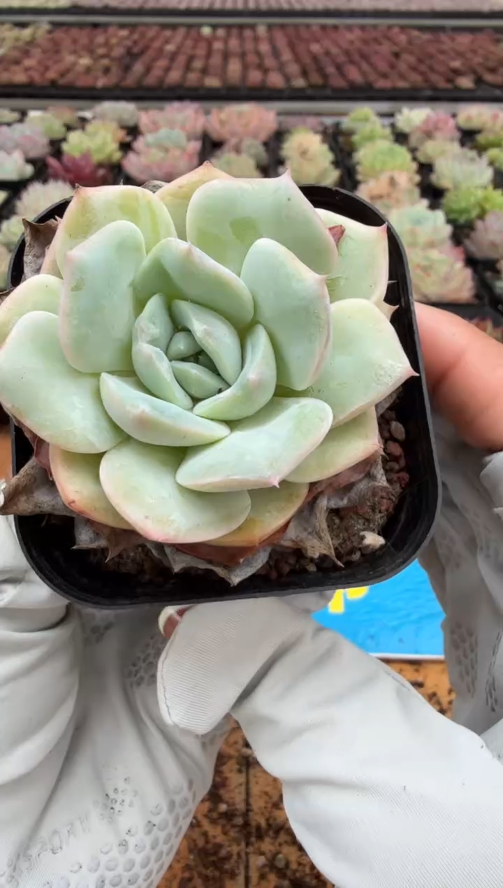 东云多肉园二店-240