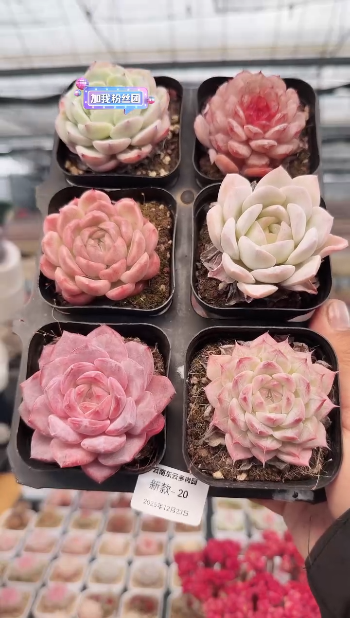 东云多肉园新款-20