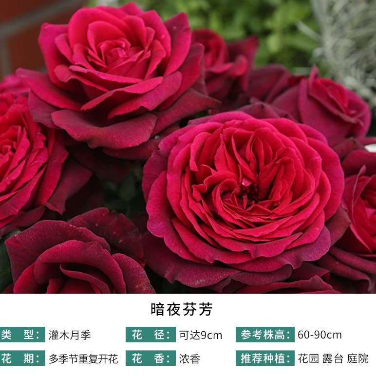 【双节盛绽】天狼 暗夜芬芳石榴汁黑鱼子酱自育月季玫瑰多季节开花