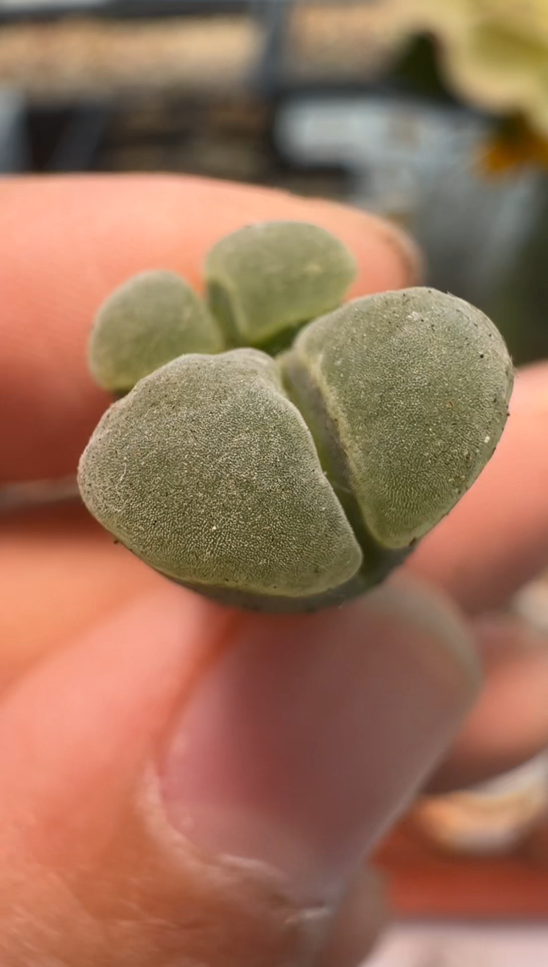 美丽的肉石头24-60紫体白窗