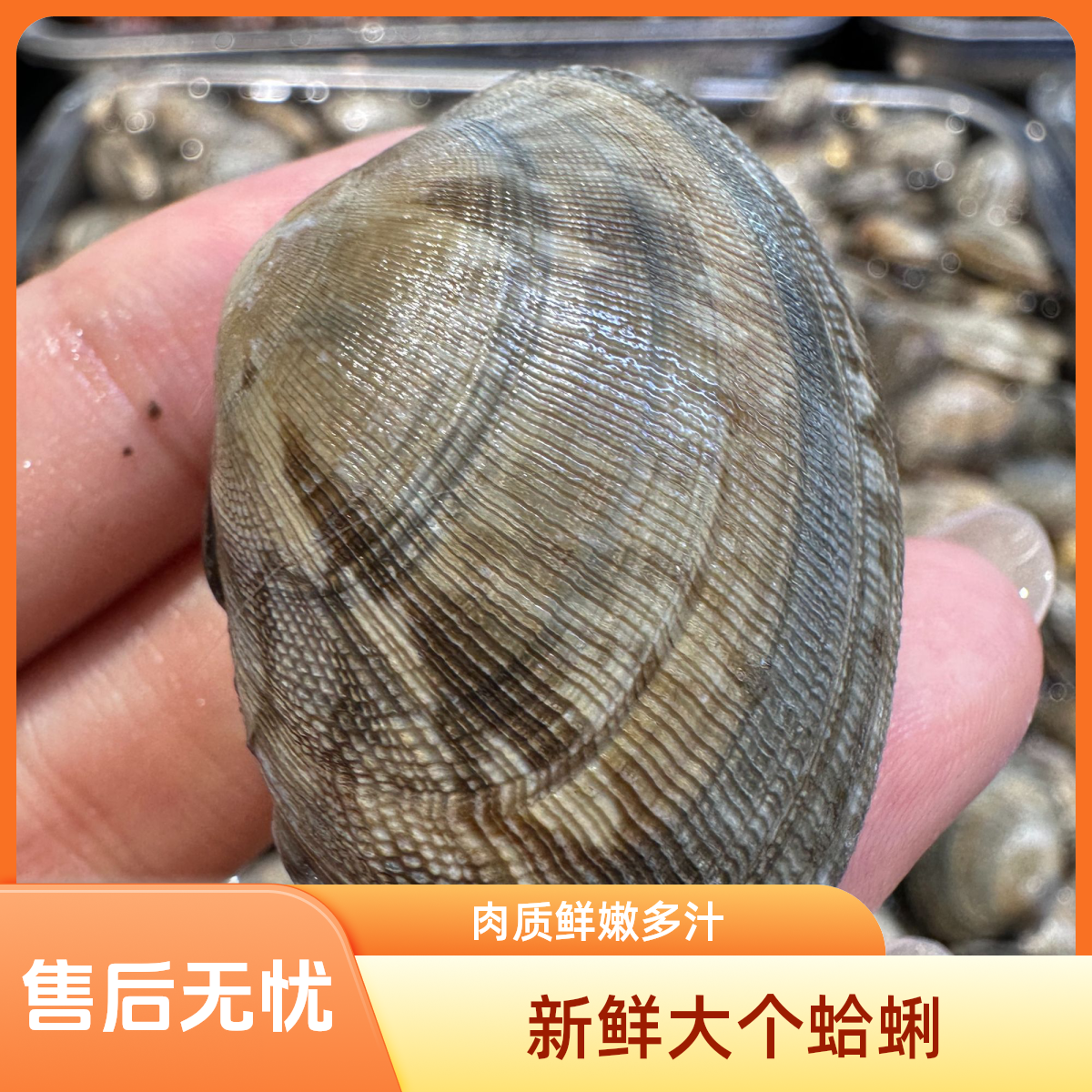 A北行寻海 鲜活花蚬子同城顺丰跑腿（保鲜不保活）海鲜