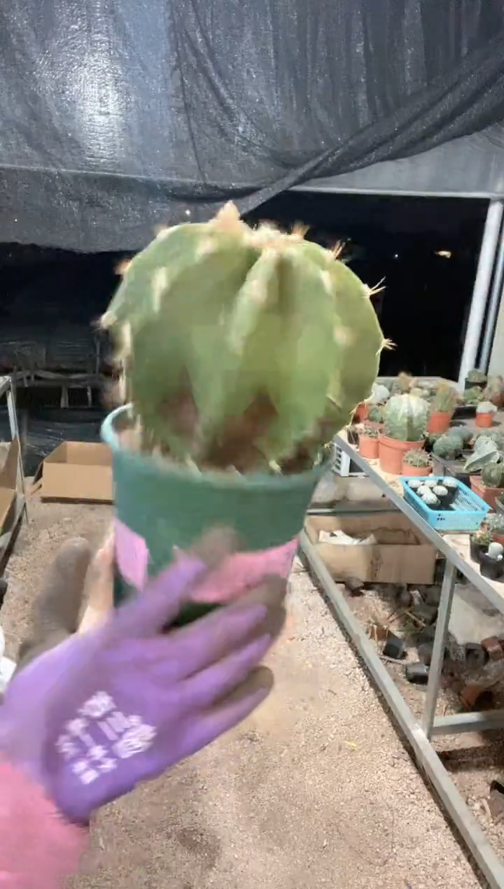 绿皮大班若仙人球