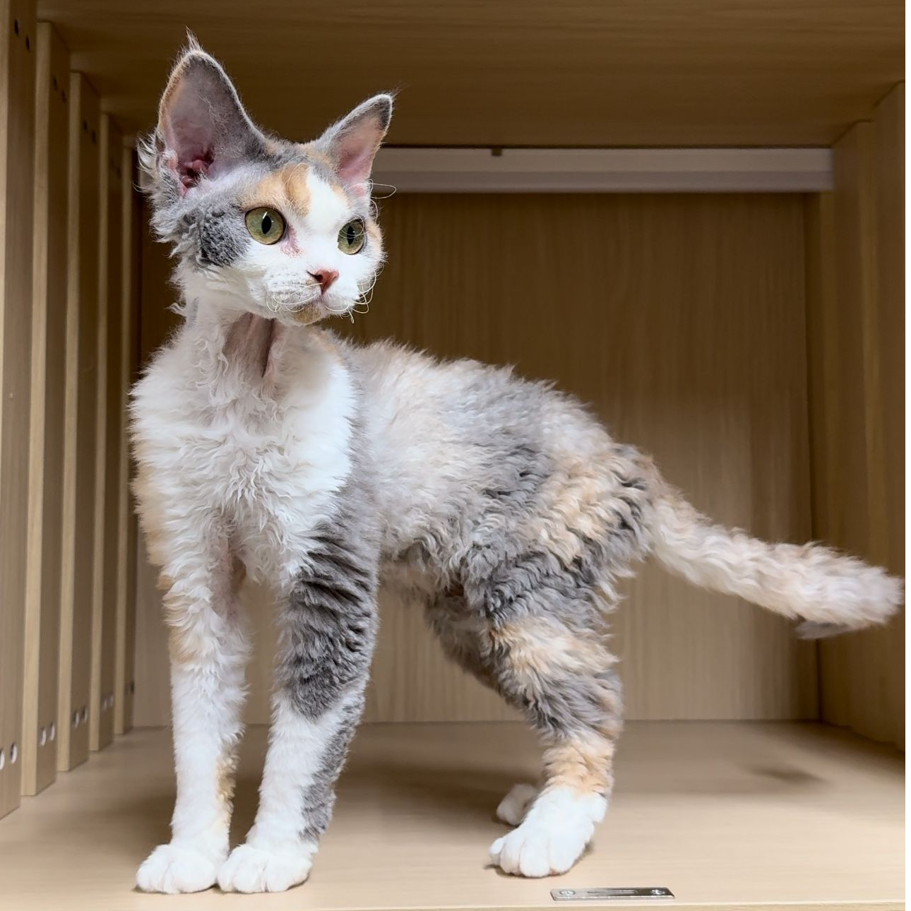 Sunflower德文卷毛猫猫咪活体链接
