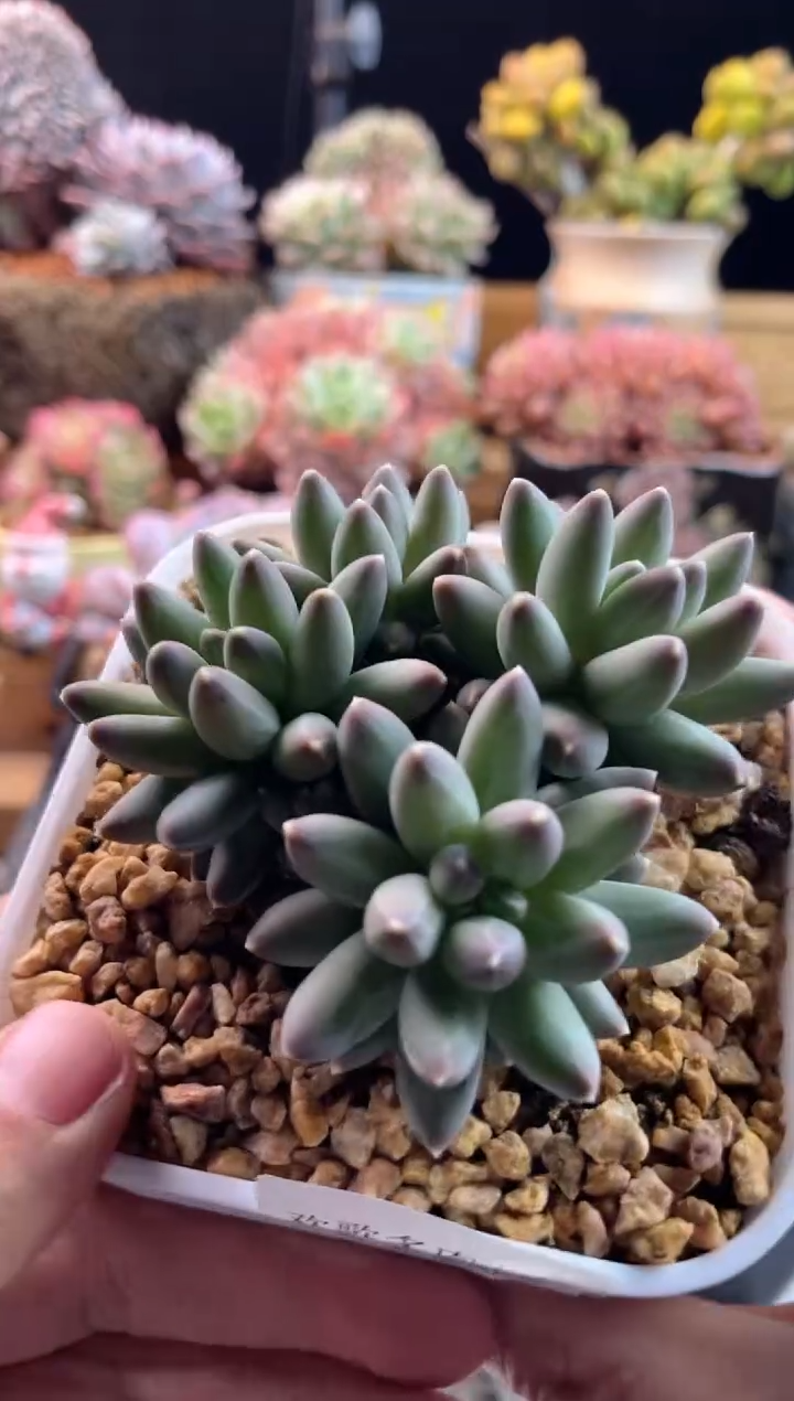 【闪购商品】1.16-62伊卡路斯