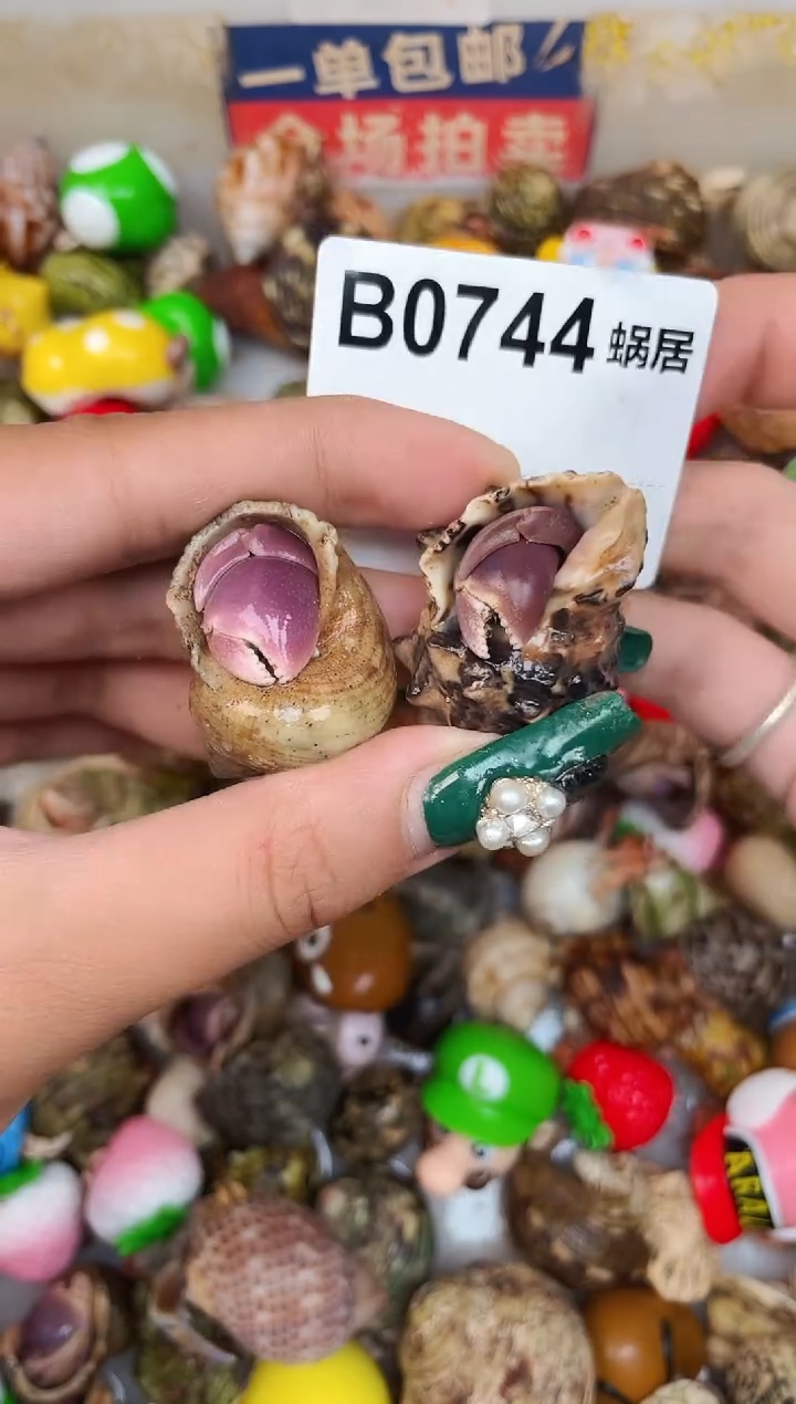 陌派甄选寄居蟹0744