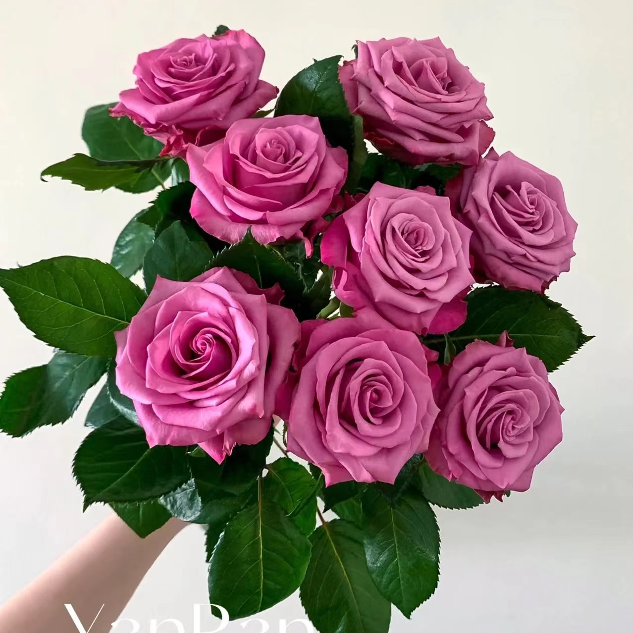 嫣然，单头玫瑰，1单冷链包邮，2单升级京东或者顺丰，远的发德邦