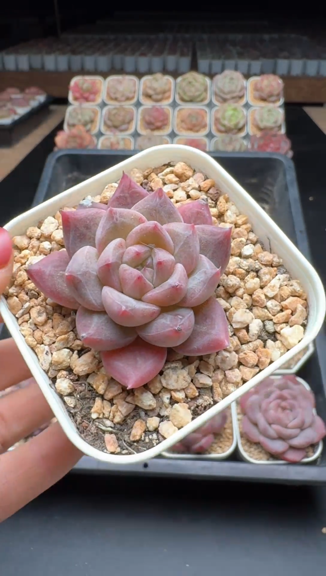 【闪购商品】869号一物一拍珍妮多肉花卉植物3颗起发