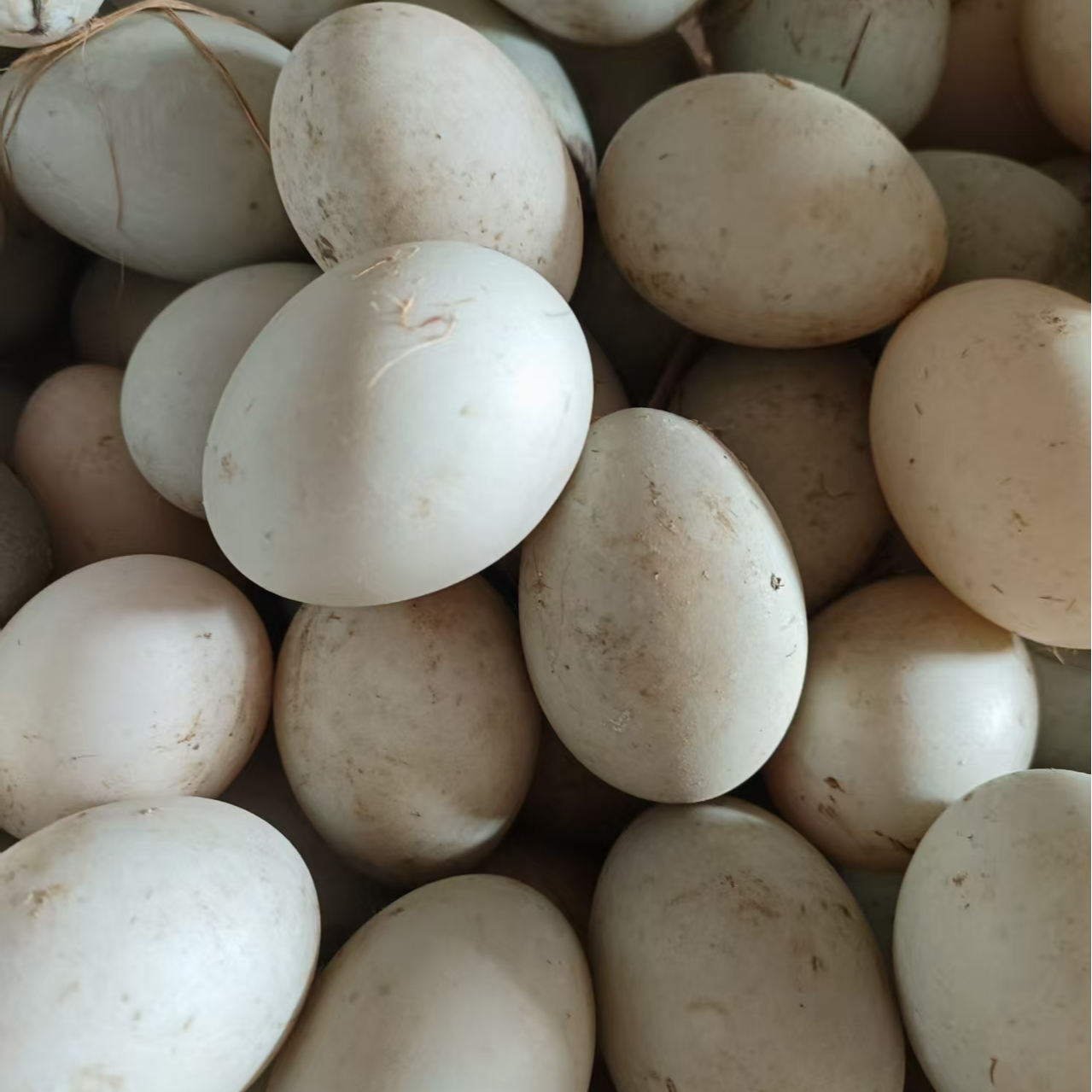 文登黑鸭鸭蛋，鲜鸭蛋
