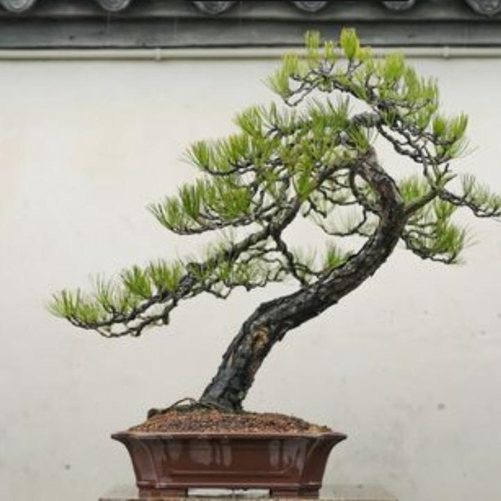 山采黄山松老桩（直播间一物一拍）